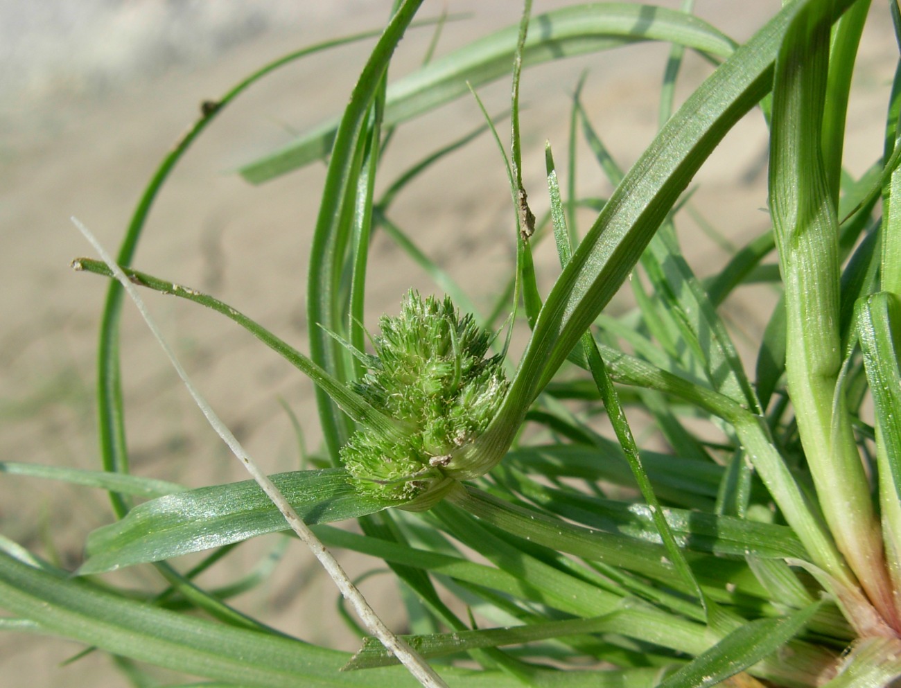 Cyperus michelianus  / Zigolo del Micheli